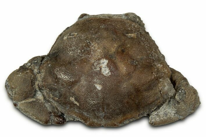 Eocene Fossil Crab (Pulalius) - Washington State #345526